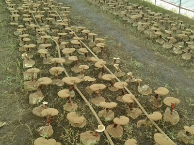 破壁靈芝孢子粉排名辨析 是消費參考，還是營銷游戲？